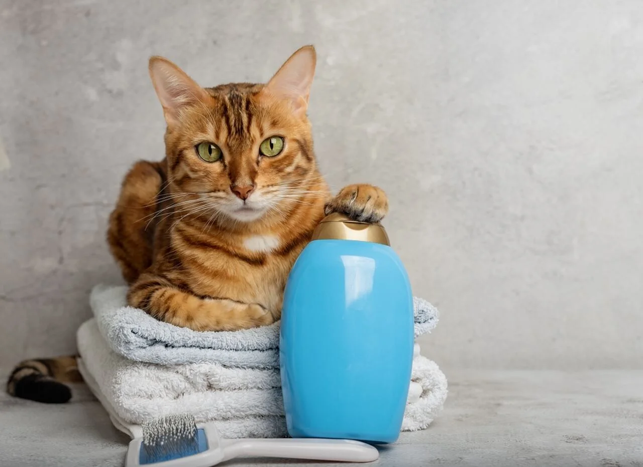 szampon do mycia kotów