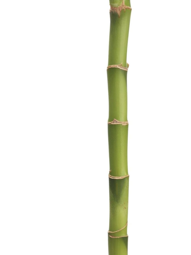 bamboo line